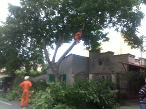 Toaletare Copaci Constanta
