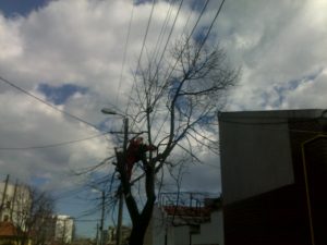 Toaletare Copaci Constanta