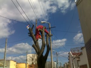 Toaletare Copaci Constanta