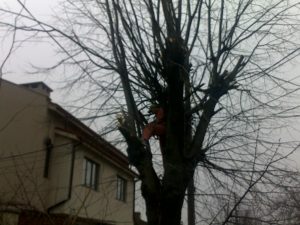 Toaletare Copaci Constanta