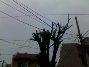 Toaletare Copaci Constanta