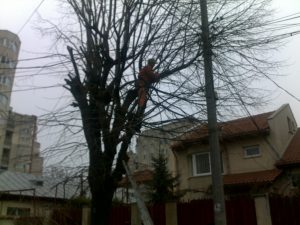 Toaletare Copaci Constanta