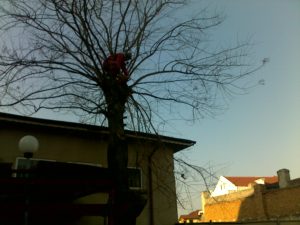 Toaletare Copaci Constanta