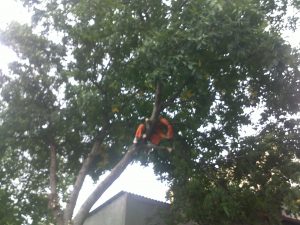 Toaletare Copaci Constanta