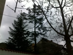 Toaletare Copaci Constanta